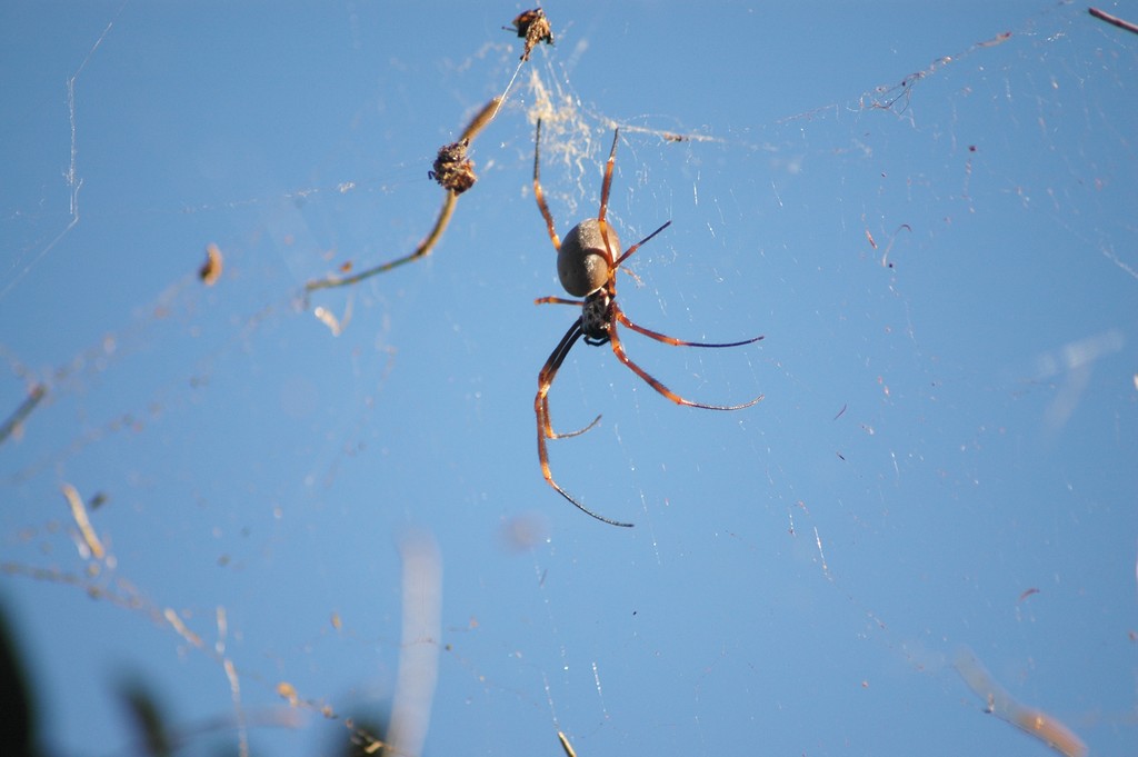 Golden Orb-Weaver